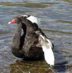 schwarzer schwan im wasser.webp