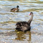 schwarzer schwan im wasser (1).jpg