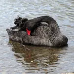 schwarzer schwan im wasser (2).webp
