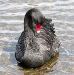 schwarzer schwan im wasser (4).webp