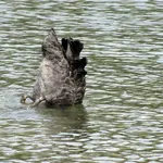 schwarzer schwan beim tauchen.webp