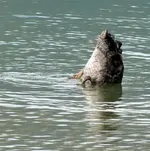schwarzer schwan beim tauchen (1).webp