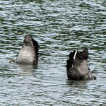 schwarzer schwan beim tauchen (2).jpg