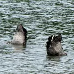 schwarzer schwan beim tauchen (2).webp
