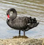schwarzer schwan an land.webp