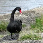 schwarzer schwan an land (1).webp