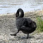 schwarzer schwan an land (3).webp
