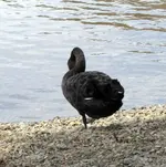schwarzer schwan an land (4).webp