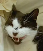 Ich lach mich schlapp, das kitzelt so....webp