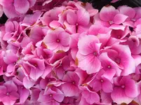 Foto.webp