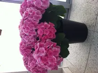 Foto2.webp