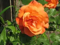Rose offen.webp