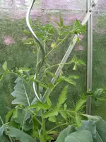 Brandywine Black 16.5..webp