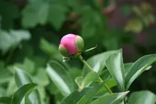 pfingstrosekl.webp