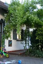 eingang wilder Rose kl.webp