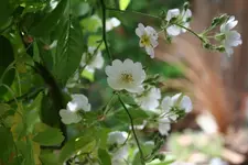 eingang wilde Rose Blüte kl.webp