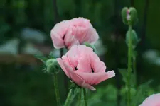 rosa Mohn Staude Blüte 1kl.webp