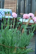 rosa Mohn Staude kl1.webp
