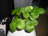 1306410399d1DSCN0905.webp