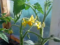 DSC00378.webp