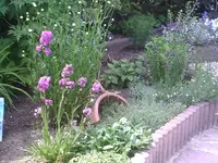 Ein Beet hinten.webp