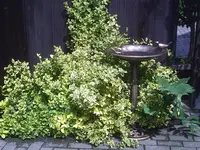Vogeltränke2.webp