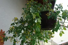 DSC05717.webp