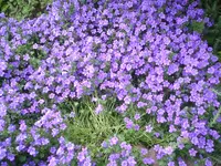 Glockenblumenkissen.webp