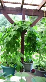 stangenbohnen.webp