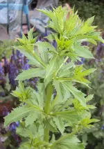 DSC01583 - blaue edeldistel blütentrieb.webp