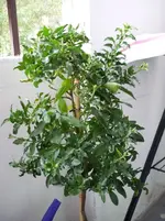 P1050616.webp