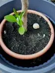 Garten 26.05.11 001.webp