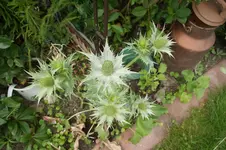 Elfenbeindistel.webp