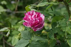 DSC05223.webp