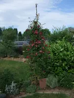 Clematis am Stamm.webp