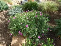 geranium rosa.webp