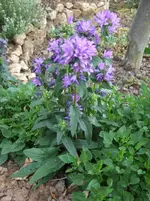 knäuelglockenblume.webp