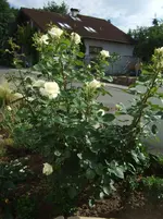 Rose weiss.webp