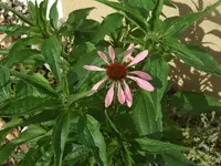 Sonnenhut rosa.webp