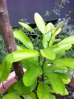 ende mai  2011 024.webp