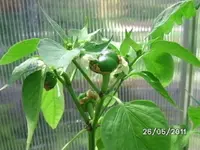 BILD0030.webp