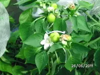 BILD0033.webp