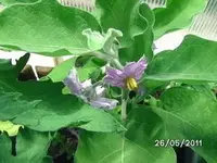 BILD0035.webp