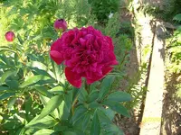 ALIM3141.webp