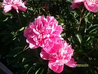 ALIM3151.webp