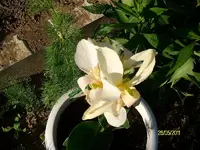 ALIM3144.webp