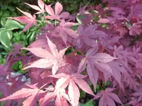 Acer palmatum.webp