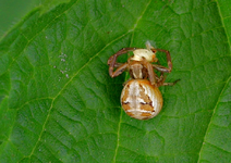 P5269087 kleine Spinne frißt.webp