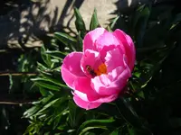064.webp