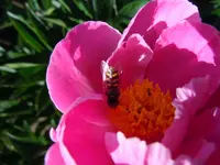 070.webp